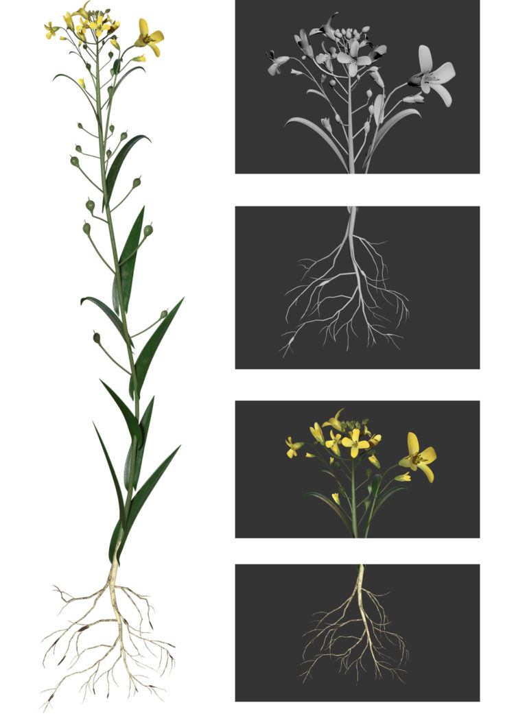 camelina-modeling-3d-768x1044